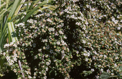 Cotoneaster cochleatus
