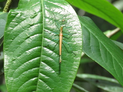 Tithonophasma tithonus