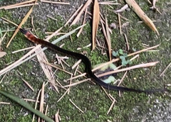 Erythrolamprus epinephalus pseudocobella