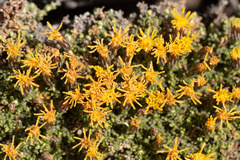 Nardophyllum bryoides