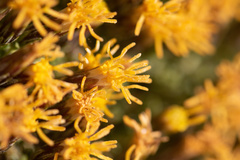 Nardophyllum bryoides