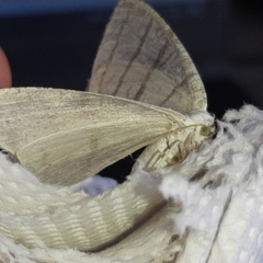 Brachurapteryx tesserata