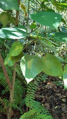 Peponidium carinatum