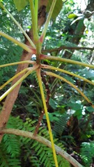Peponidium carinatum