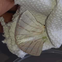 Brachurapteryx tesserata