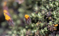 Nardophyllum bryoides