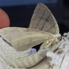 Brachurapteryx tesserata