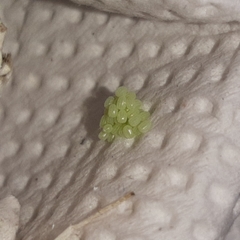 Brachurapteryx tesserata