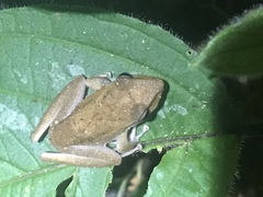 Craugastor talamancae