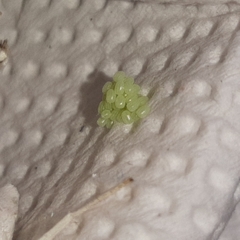 Brachurapteryx tesserata