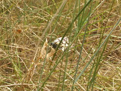 Melanargia lachesis