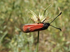 Zygaena erythrus