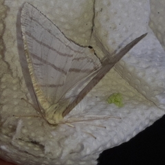 Brachurapteryx tesserata