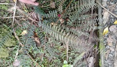 Blechnum molle