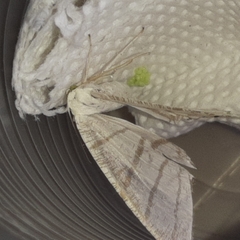 Brachurapteryx tesserata