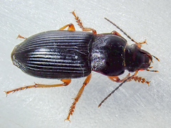 Anisodactylus nemorivagus