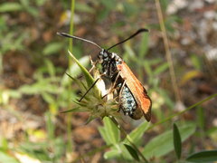 Zygaena erythrus