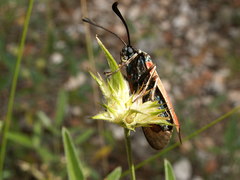 Zygaena erythrus