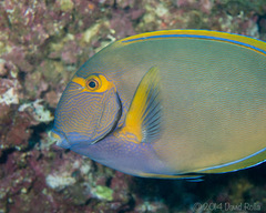 Acanthurus dussumieri
