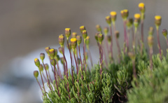 Senecio tricuspidatus