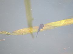 Hyla arborea