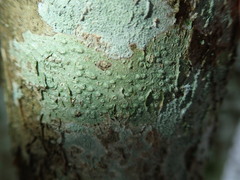 Pertusaria leioplaca