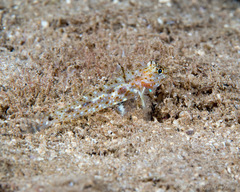 Fusigobius duospilus