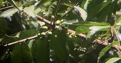 Unonopsis