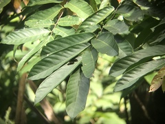 Unonopsis