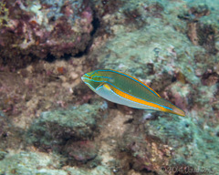 Stethojulis balteata