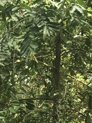 Unonopsis