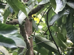 Unonopsis