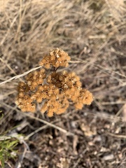 Helichrysum arenarium