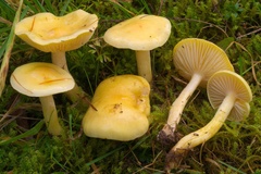 Hygrophorus lucorum