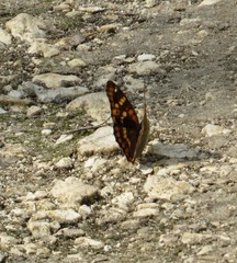 Apaturinae