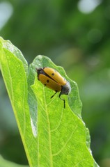 Lachnaia sexpunctata