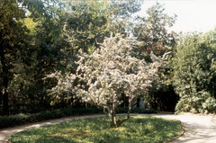 Pyrus pulcherrima scheideckeri