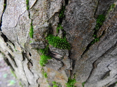 Orthotrichum diaphanum