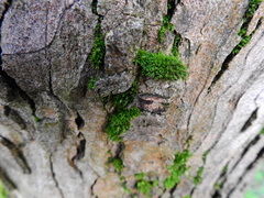 Orthotrichum diaphanum