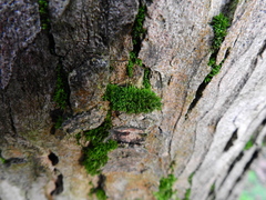 Orthotrichum diaphanum