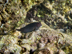 Cirripectes vanderbilti