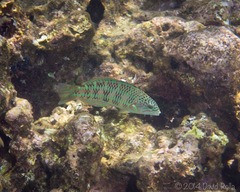 Thalassoma trilobatum