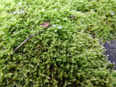 Hypnum resupinatum