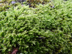 Hypnum resupinatum