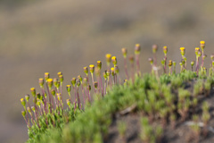 Senecio tricuspidatus