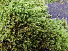 Hypnum resupinatum