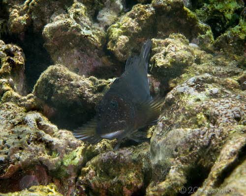 Cirripectes obscurus observed 2014-08-24