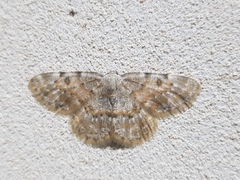 Charissa subtaurica