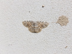 Charissa subtaurica