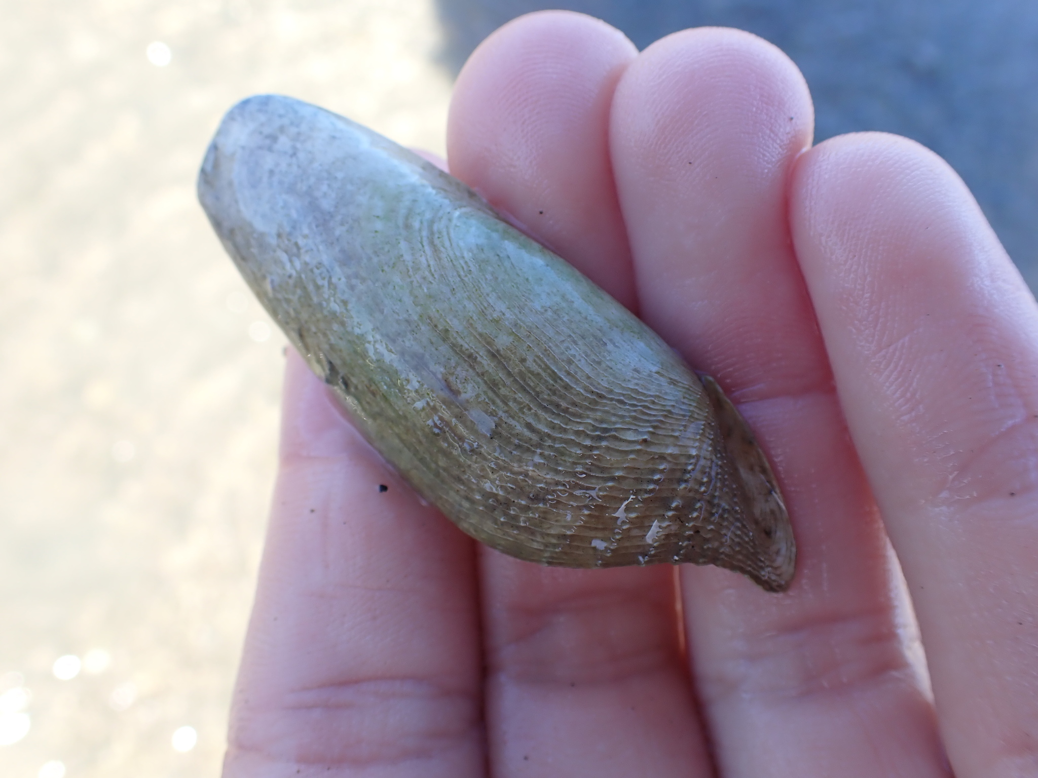 Barnea similis